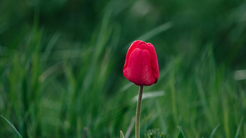 Raudonoji tulpe ant žalios pasėlios.Alt tekstas:"Raudonoji tulpe-simbolis grožio,Dubsmash programėlė-naujoji socialinės medijos era."