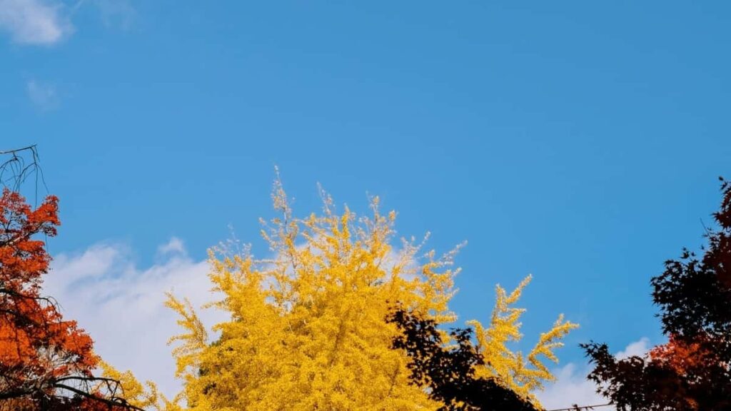 Kaip TikTok influenceriai Lietuvoje gali bendradarbiauti su prekės ženklais Lenkijoje