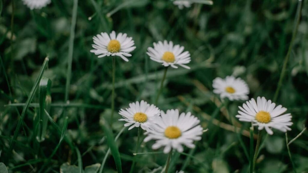Kaip Instagram influenceriai Lietuvoje bendradarbiauja su Indijos prekių ženklais
