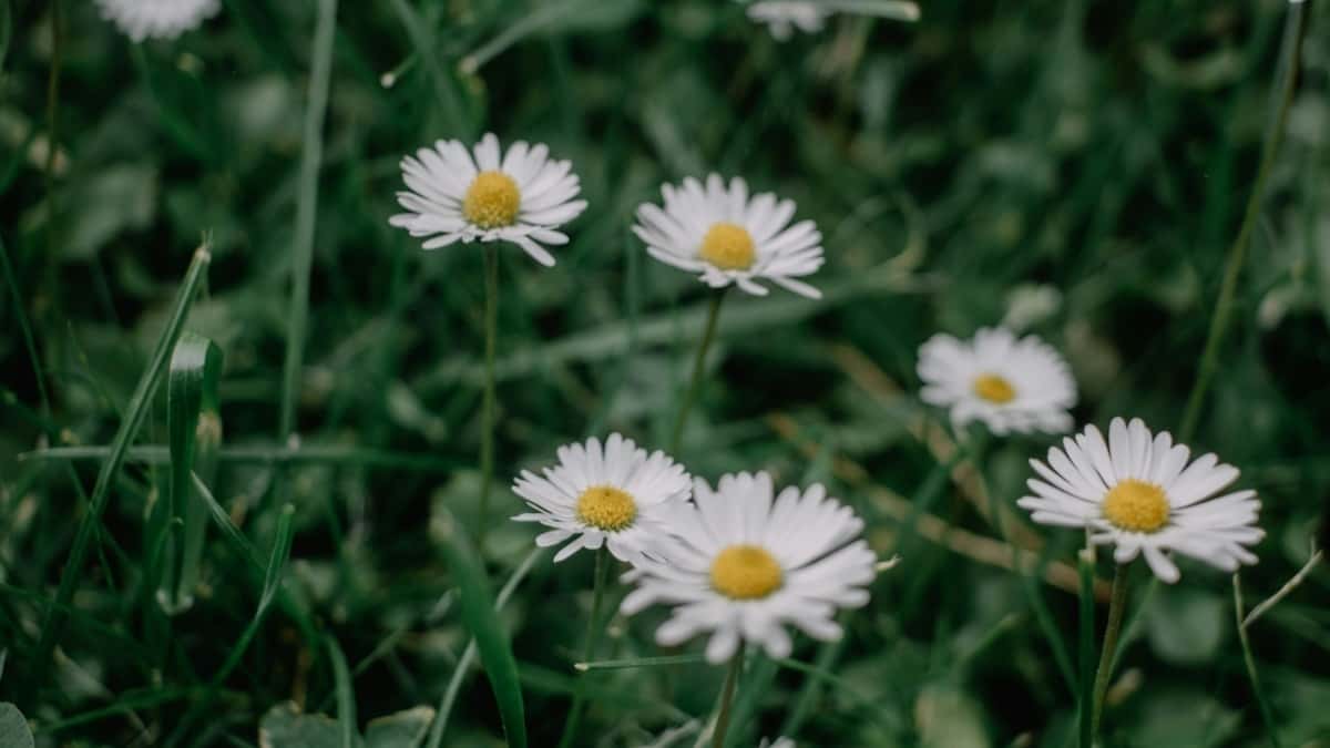 Kaip Instagram influenceriai Lietuvoje bendradarbiauja su Indijos prekių ženklais