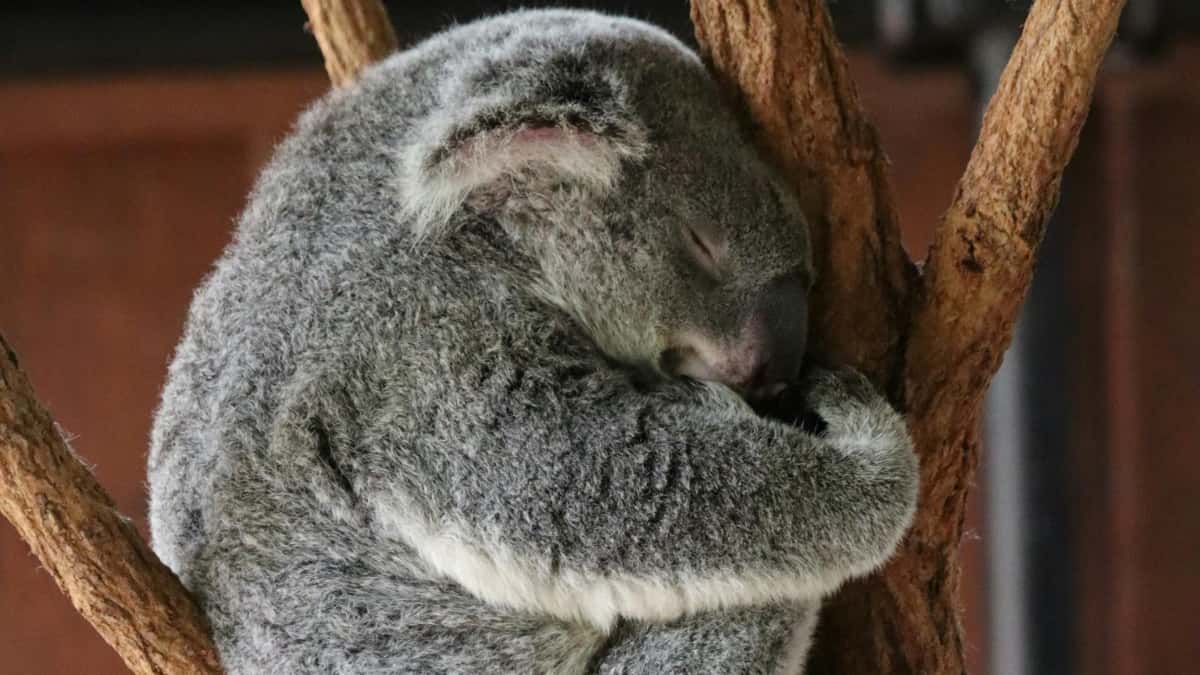 Kaip Lazada kūrėjai Singapūre uždirba mėnesinį atlyginimą ir kodėl tai svarbu Lietuvos kūrėjams