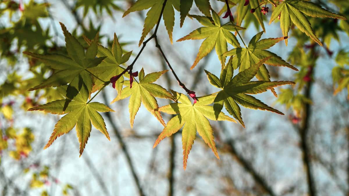 Lithuanian Brands: Find Japan Twitter Creators Fast