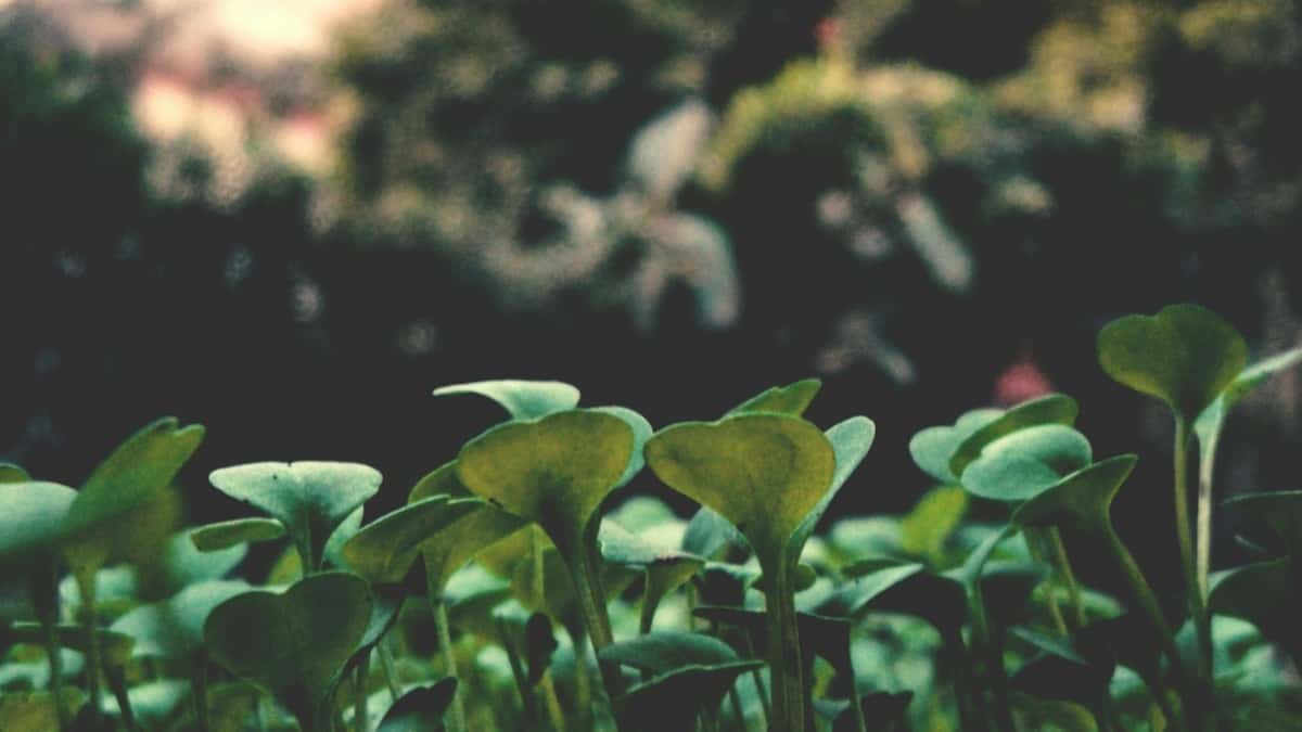 Kaip Lietuvos kūrėjams pasiekti Filipinų Netflix prekės ženklus ir išryškinti naujus talentus?