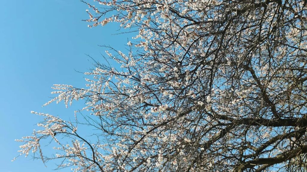 Praktinis vadovas reklamdavejams Lietuvoje: kaip atrasti Taobao kurejus, paruosti creator-led fitness issukius ir maksimaliai isgauti lokalu poveiki.