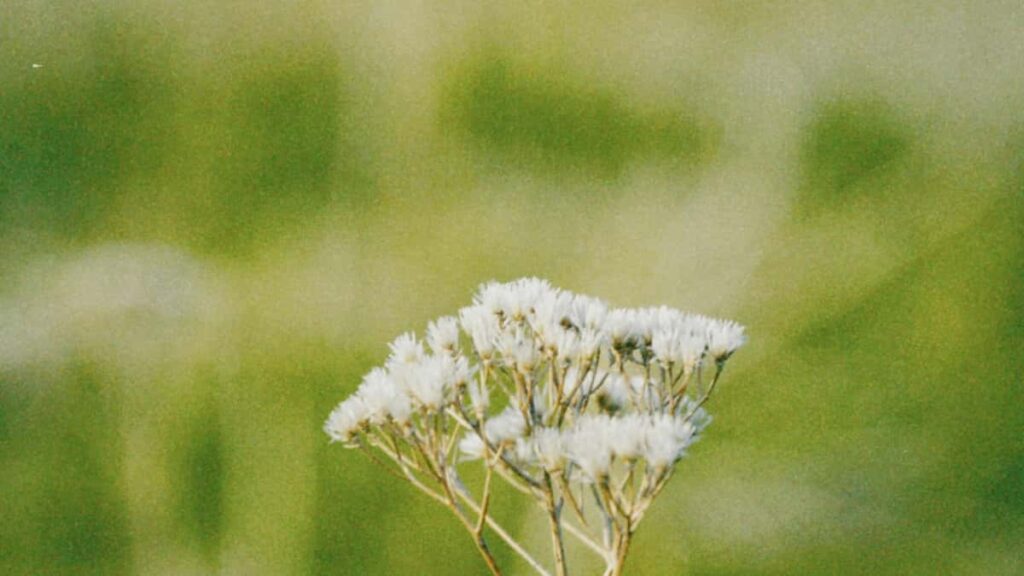 Veiksmingas planas Lietuvos mikrokurejams: kaip rasti ir sudaryti seeding susitarimus su Bosnijos ir Hercegovinos prekes zenklais per WeChat taktika, sablonai ir rizikos valdymas.