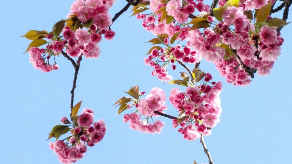 Praktinis gidas lietuviams: kur rasti Irako HBO Max kurejus, kaip juos patikrinti ir lokalizuoti prekes zinute efektyviai bei etiskai.