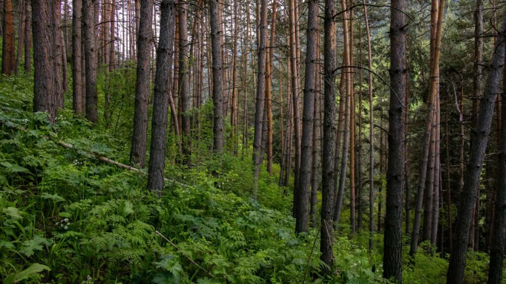 Praktinis vadovas Lietuvos kurejams: zingsniai, kanalai ir taktika, kaip per KakaoTalk uzmegzti rysi su Austrijos prekes zenklais ir isplesti auditorija 2025 m.