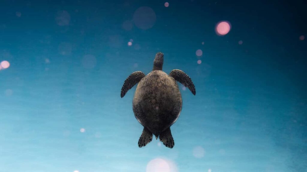 Praktinis gidas Lietuvos reklamdaviams: kaip atrasti ir samdyti Malta Josh kurejus, kad gautumete viraliska vaizdo turini strategijos, rizikos ir realus pavyzdziai.