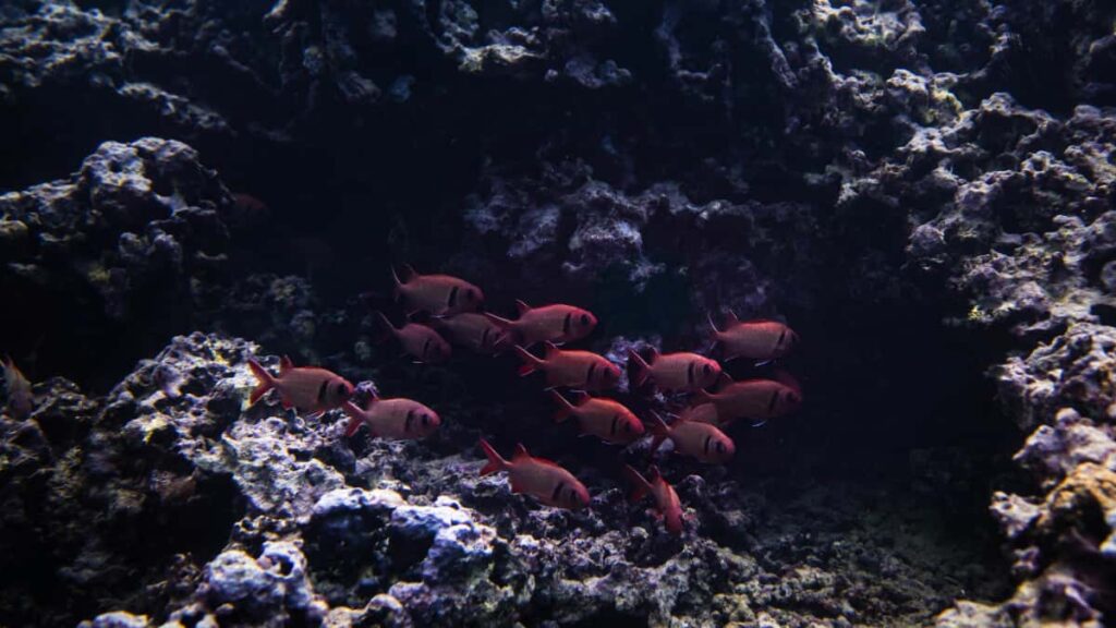 Praktinis gidas lietuviams: zingsniai, taktika ir sablonai, kaip per Discord uzmegzti bendradarbiavima su Norvegijos prekemis del gameplay issukiu.