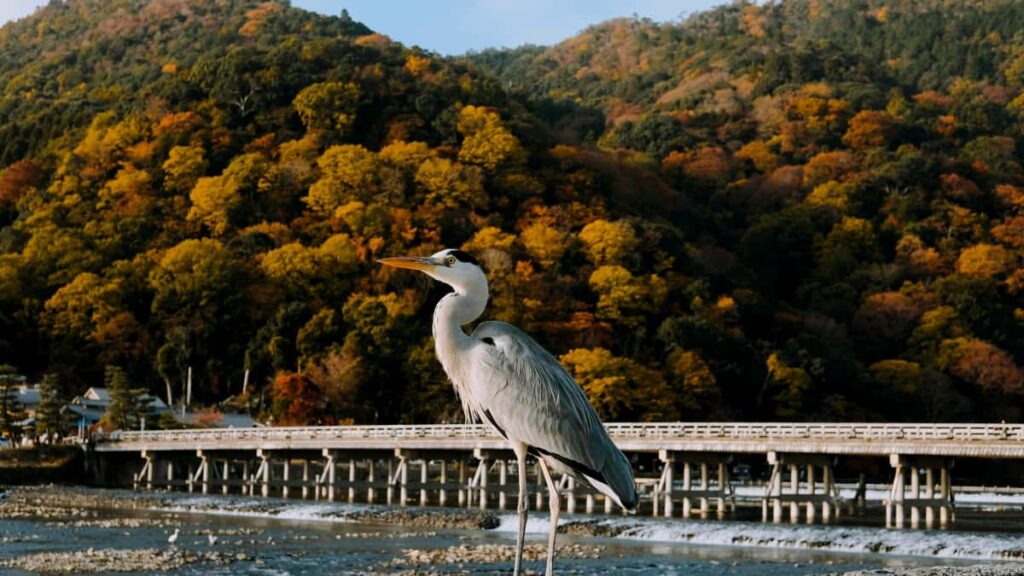 Praktinis vadovas Lietuvos prekiautojams: kaip atrasti Myanmar Shopee kurejus, planuoti bendradarbiavima ir padidinti produkto matomuma per kureju ekspozicija.