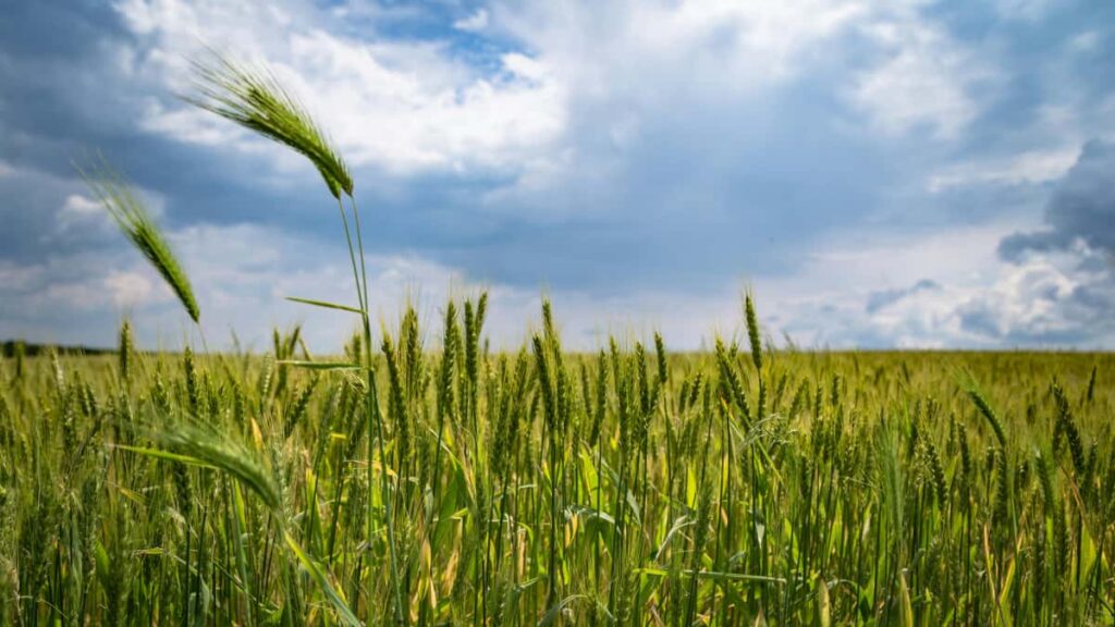 Praktinis gidas lietuviams: kaip susisiekti su Airijos prekemis per Reddit, suplanuoti tiesioginius demo ir isnaudoti bendruomeniu itaka.