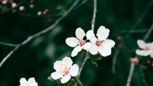 Praktinis gidas Lietuvos reklamdaviams: kaip identifikuoti Nigerijos Xiaohongshu kurejus, sudaryti saziningus susitarimus ir paleisti engagement orientuotas kampanijas.